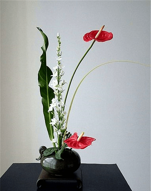 如兰分享插花欣赏红掌2