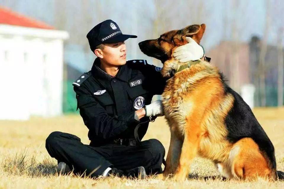 警犬退役后的生活安排,为我大中国的安置方式点赞