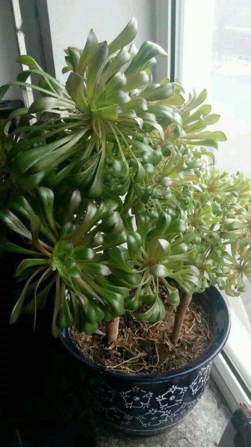 多肉徒长起来太喜感看一遍笑一遍哈哈