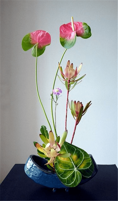 如兰分享插花欣赏红掌2