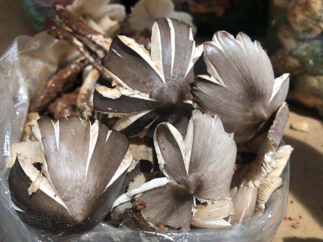 野生菌已经陆续破土而出了6月中旬后雨水到菌子笑我们文山人内心都很