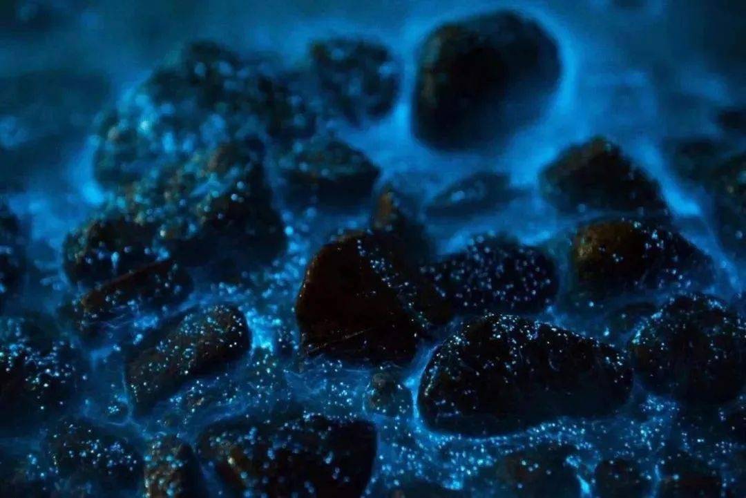 佟教授解释,甲藻之所以能发光,是因为其体內数以千计的球状胞器中,有