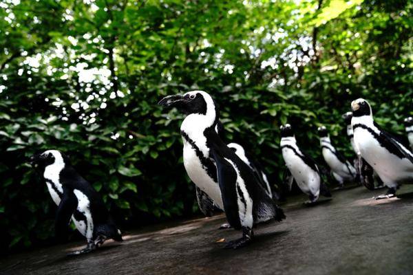 6月26日,上海动物园的企鹅在园内漫步