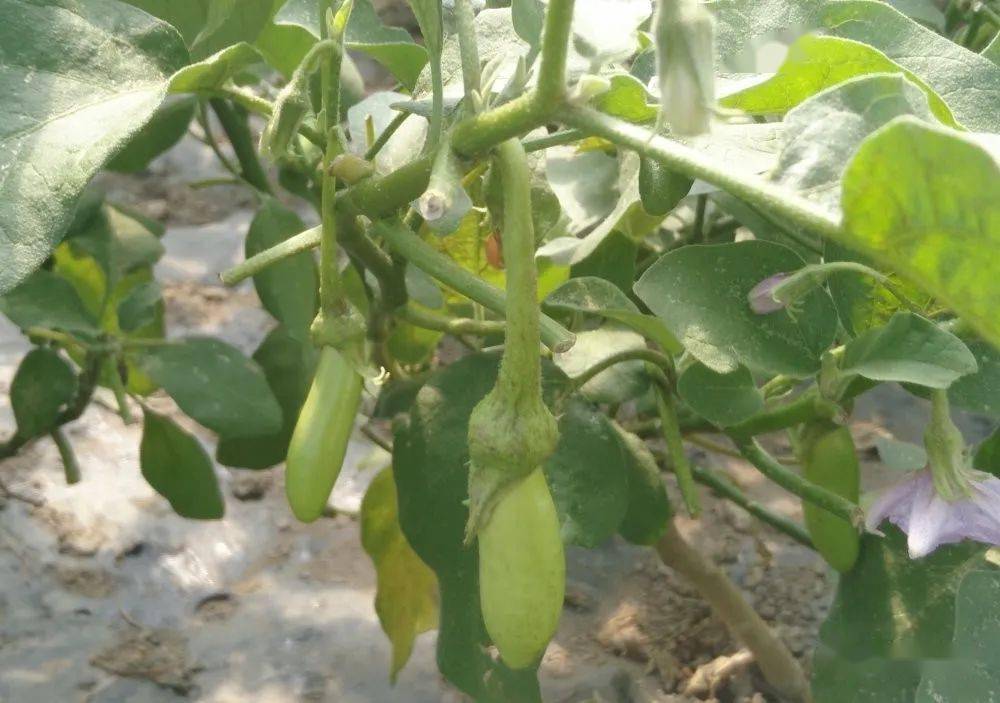 人文新仓新仓小落苏老农一种就是40年