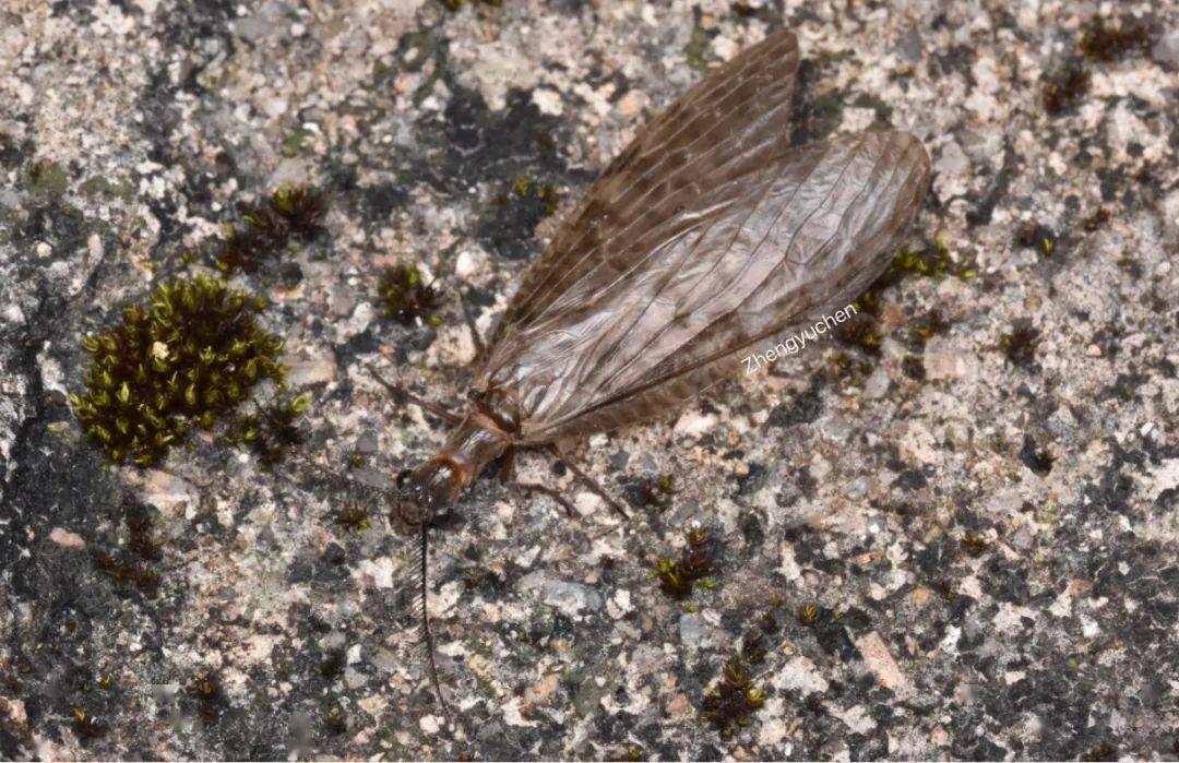 虫谱大观栉鱼蛉