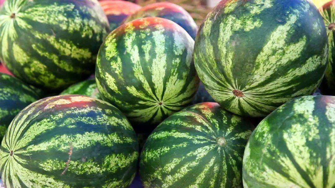 西瓜葡萄采摘园是良田镇园子村的一大亮点:园子村位于金凤区良田镇,是