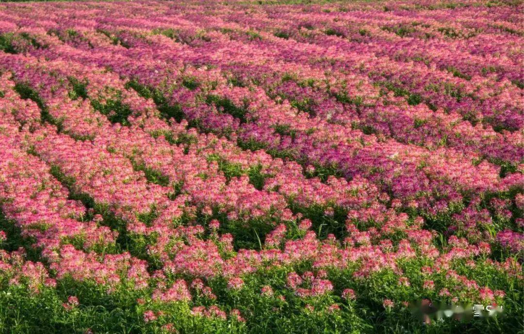 媒体看珲春重启防川花海笑迎八方来客