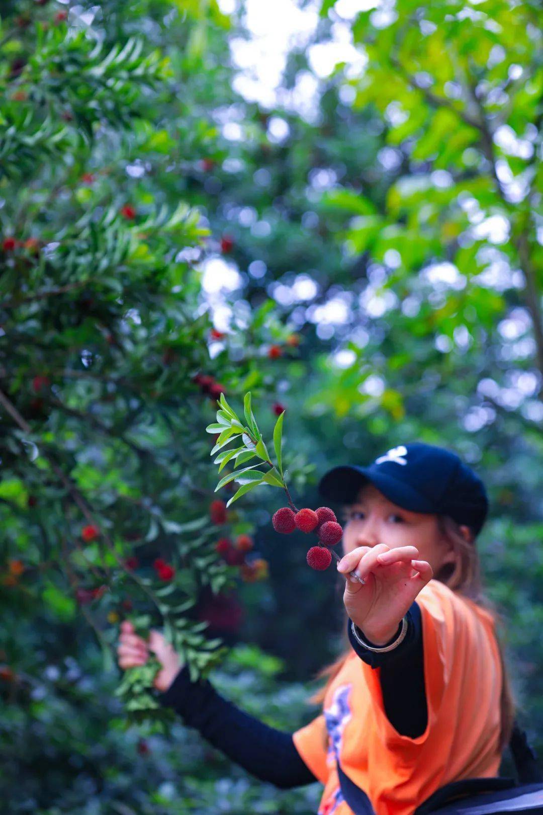 习水天鹅的杨梅熟啦年年都来采摘这一片35年的杨梅林