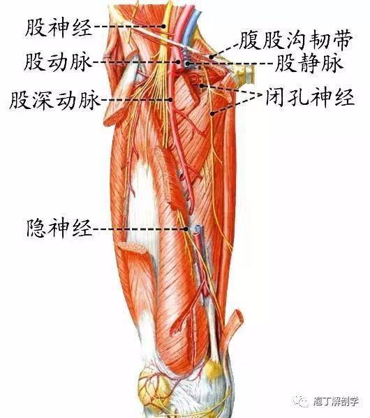 股神经分布图图片