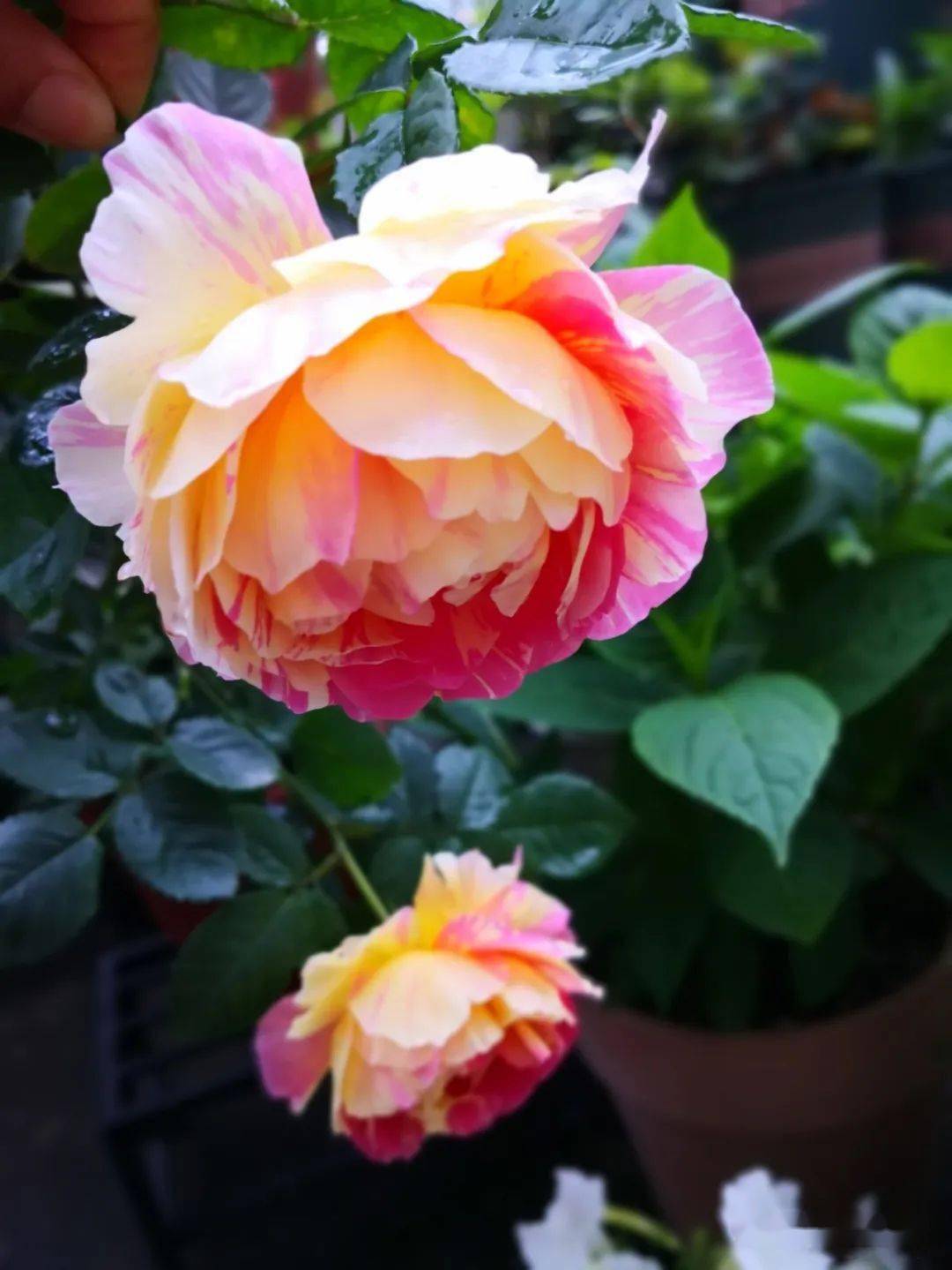 此外,国月中的软香玉,湖中月,月月粉,金粉莲,红绫缀锦,春水绿波