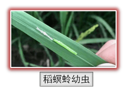 虫害(稻螟蛉篇)_幼虫