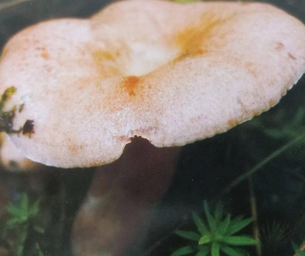 有毒的密褶红菇