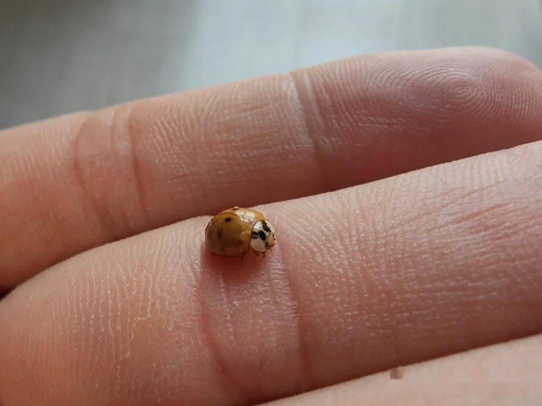 当我在家里发现一只过世的小瓢虫