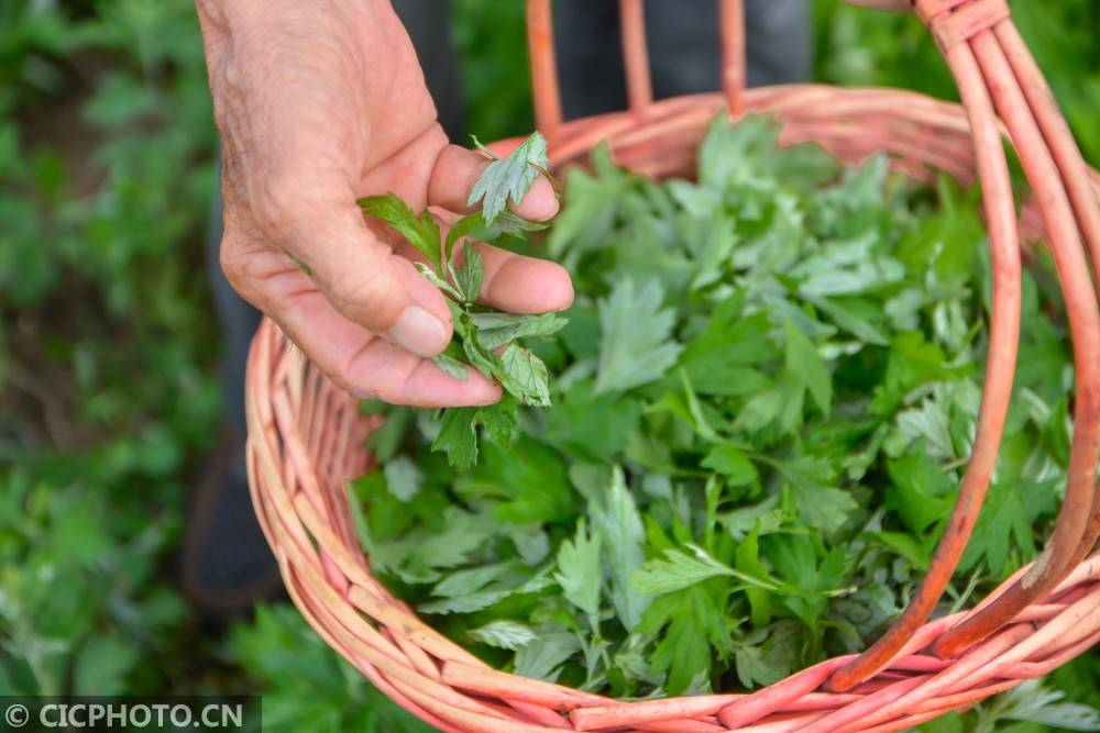 6月25日,在河北省邯郸市邯山区北张庄镇艾草种植基地,农户在采摘艾草