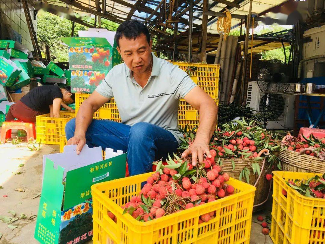 增城派潭樟洞坑村荔枝走向全国市场!