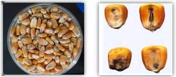 方法4:饱满度上,霉玉米比重低,籽粒不饱满,取一把放在水中有漂浮颗粒.