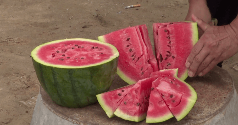 黄河滩区里的"特色西瓜"