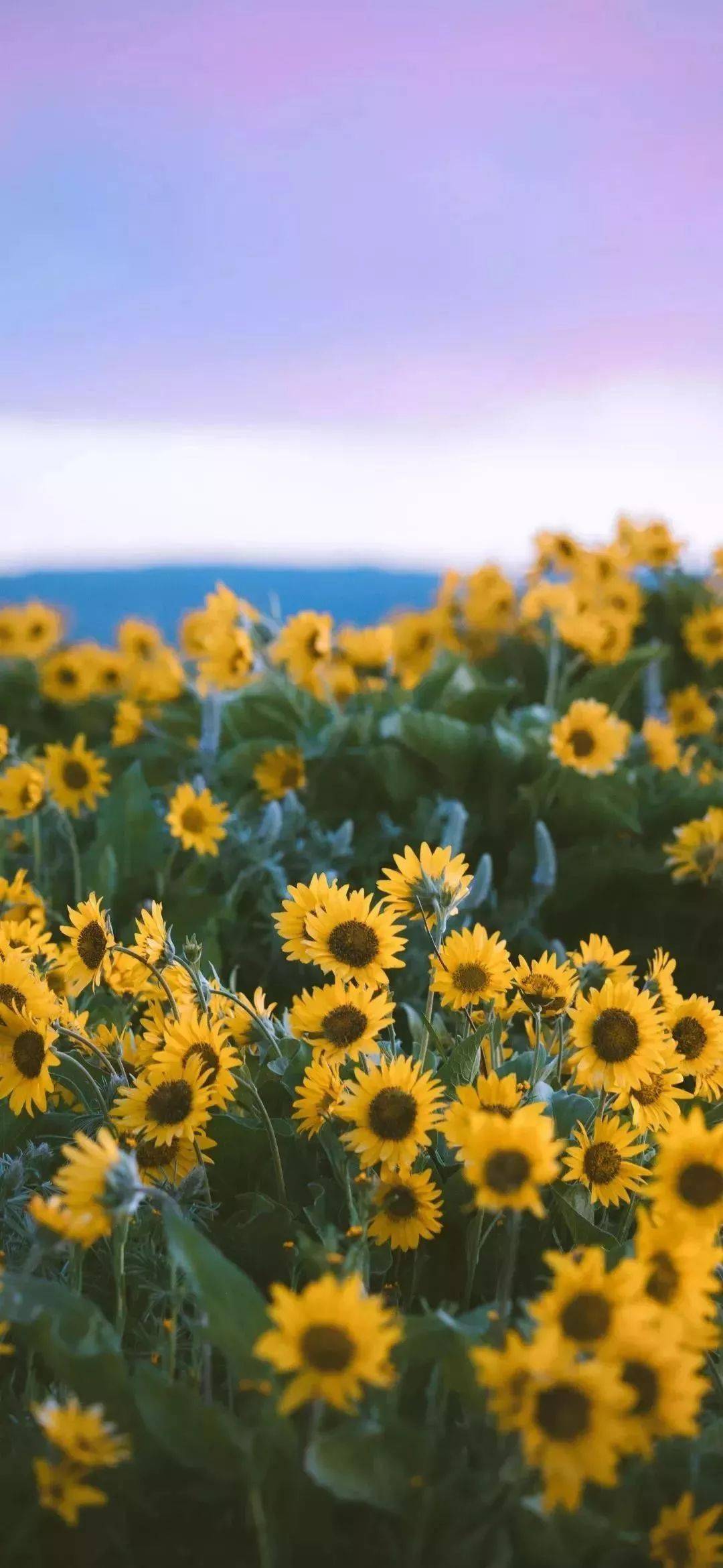 no.268 | 仙气十足的手机壁纸呀