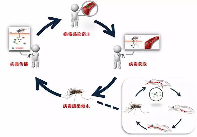 科普丨新冠病毒可以通过蚊蝇传播吗答案是