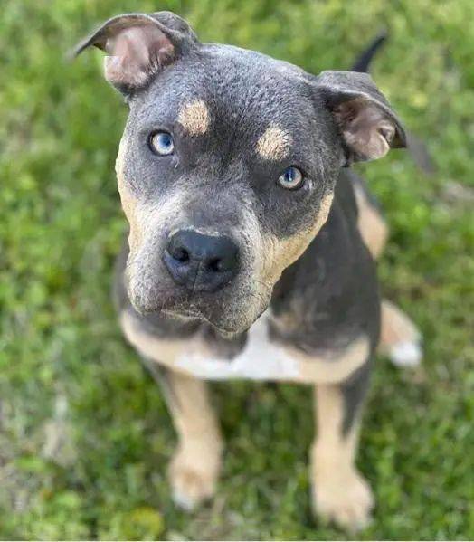 很高兴莱尼能有这样一个完美的归宿,希望这只勇敢的狗狗在它剩下的狗