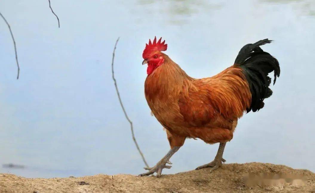 基地实行严格的生态养殖,1000多头的猪舍严禁外人进入,几千只土鸡散放