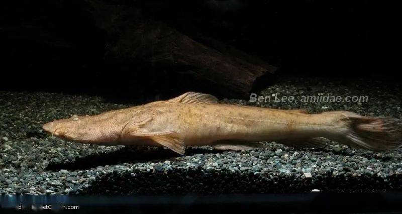 每天认识一种南美鱼79帝王鲸