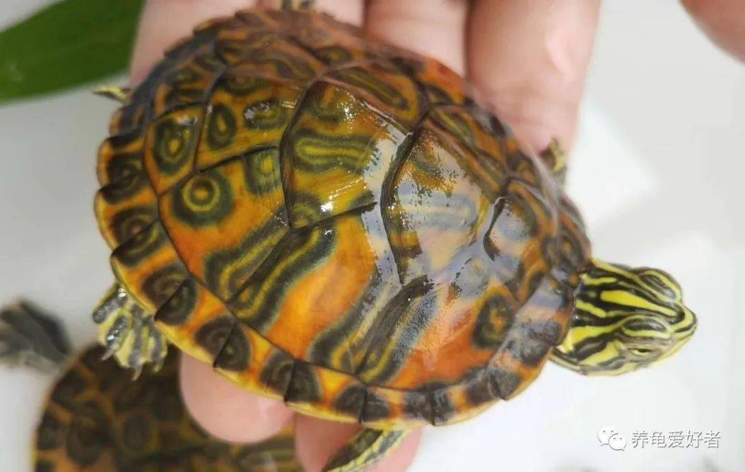 火焰龟原来是这样火起来的