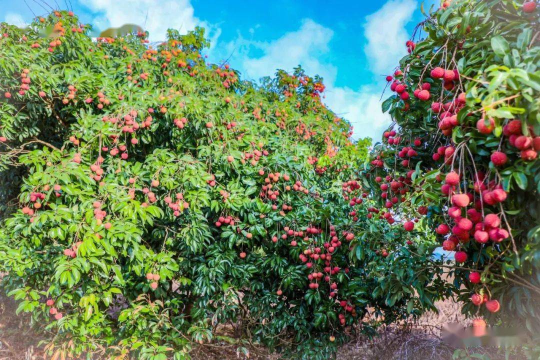 到惠来,赴一场美"荔"的约会_荔枝林