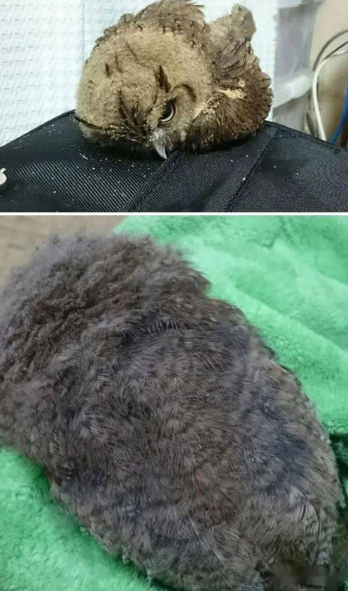 猫头鹰宝宝趴着睡觉居然是因为脑袋太大这也过分可爱了吧