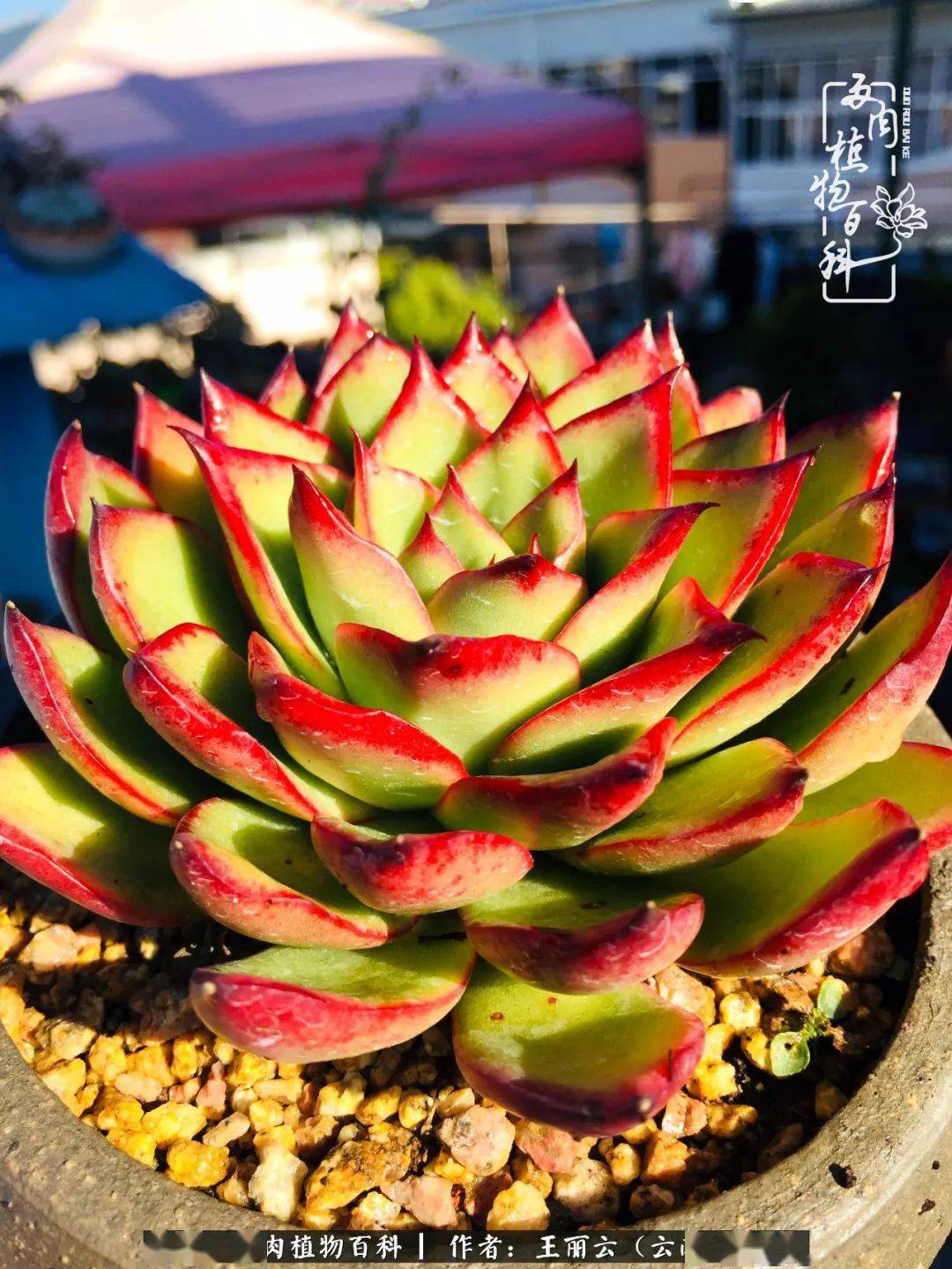 多肉植物美得逆天爱你没商量