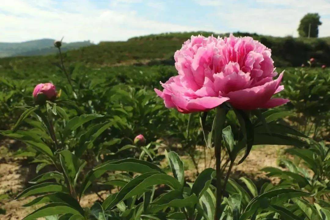 康家集乡|赵玲萍编辑|任新成责编|赵建民 杨 阳编审|谭明强总编|边