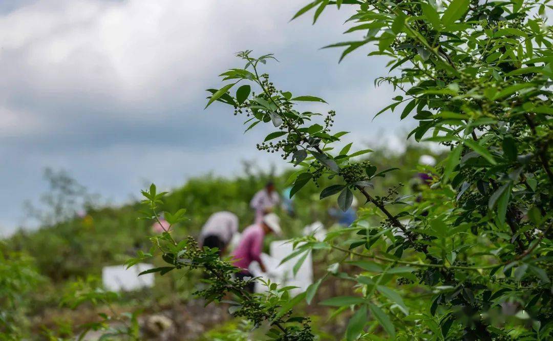 务川花椒迎来采摘季,农民忙采花椒!