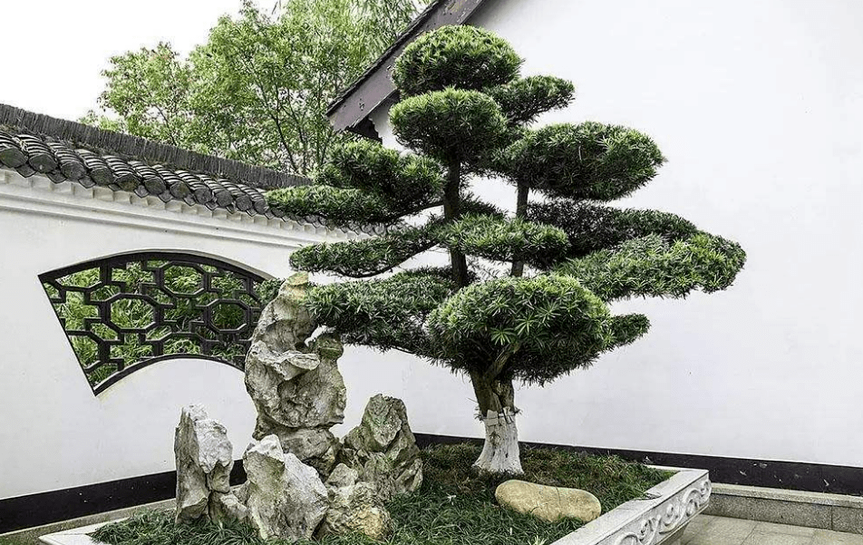 推荐二:罗汉松庭院栽种葡萄树,还有一个好处是养护简单,平时粗放管理