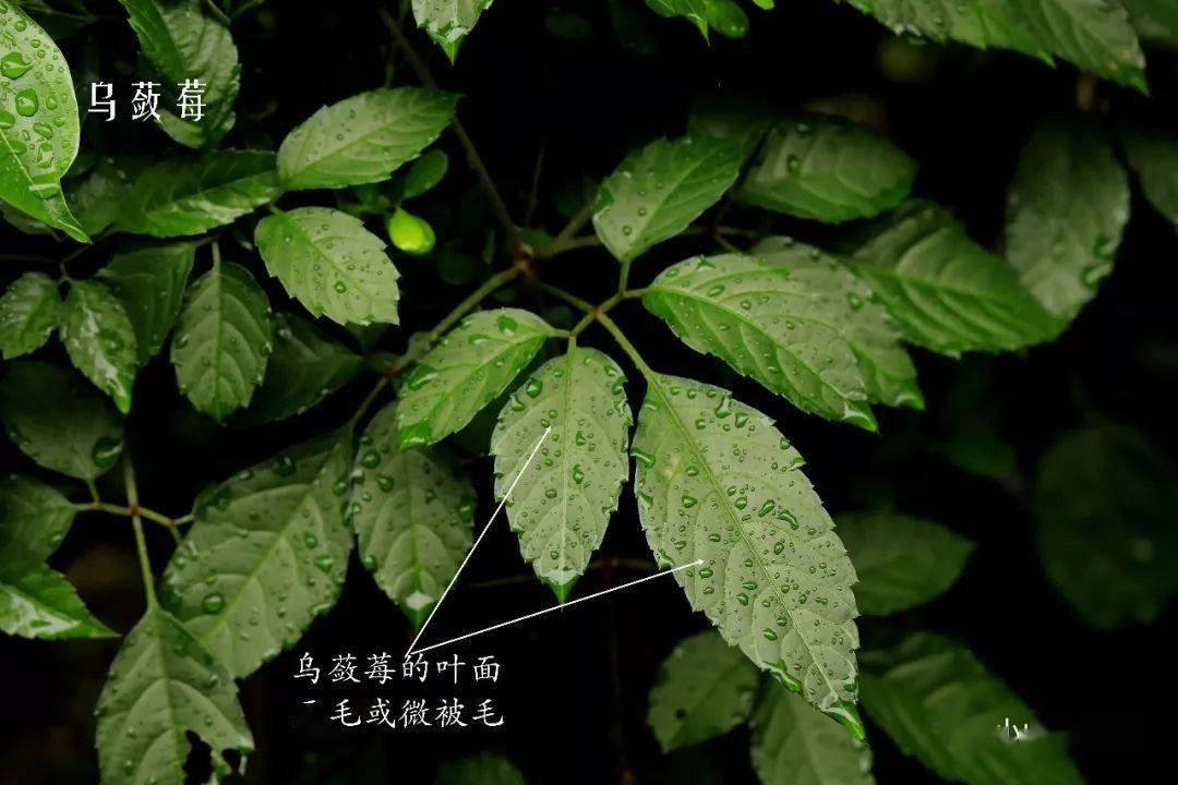 植物葉片類型多種多樣,有單葉,掌狀複葉,羽狀複葉,單身複葉等不同類型