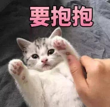 猫咪抱着主人胳膊狂撒娇下一幕让主人受不了了这招跟谁学的