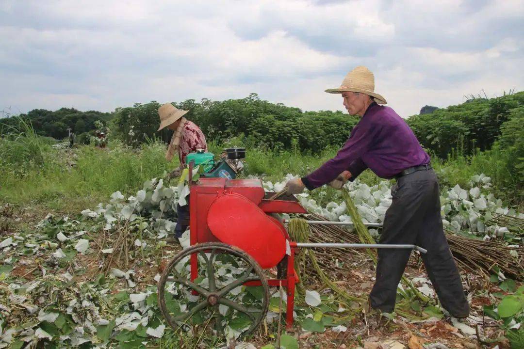 夏至收麻至,打剥机来"帮忙"_苎麻
