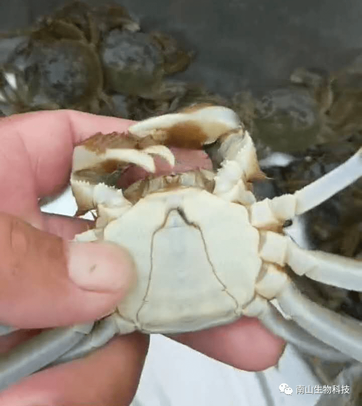 南山生物科技南山酵肽宝护肠保肝效果好预防水瘪子要趁早