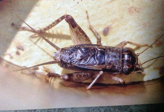 每条功虫背后都有一段动人的故事.我收虫的根据地是宁阳宫村.