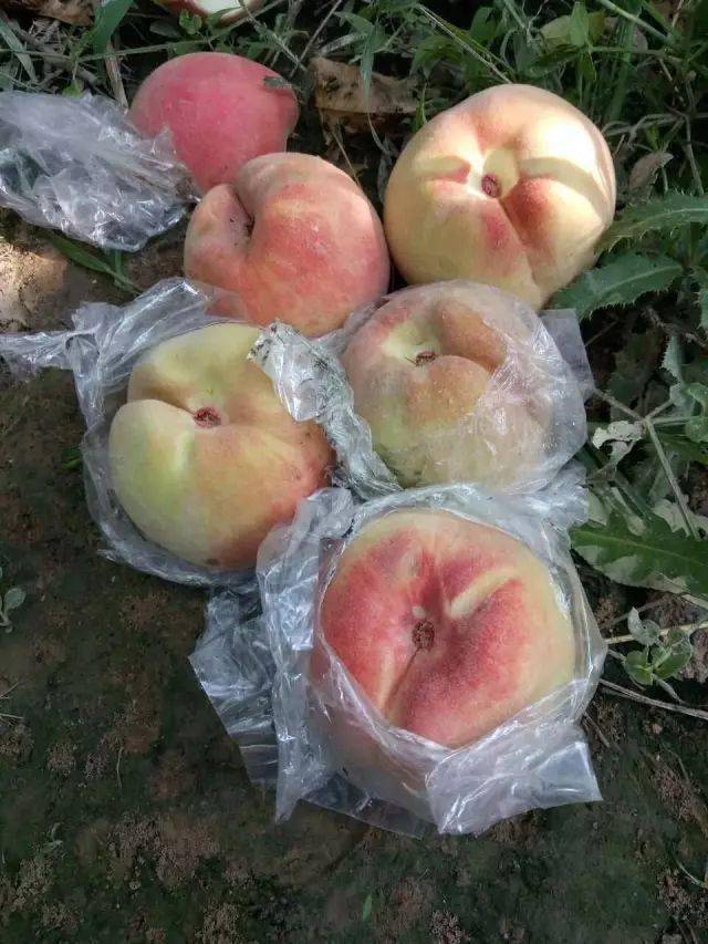 【专家解疑】红不软桃采前落果是什么原因_桃子