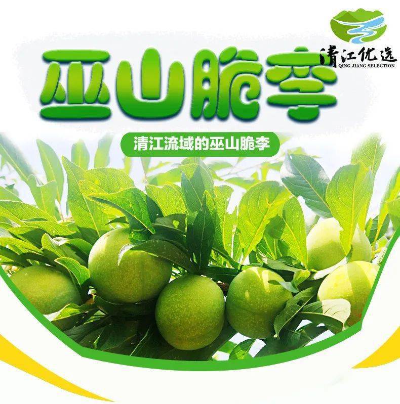 电商助农脆甜脱骨清江巫山青脆李为这个炎热的夏天带来丝丝清凉之意
