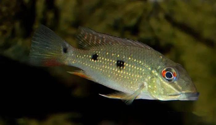 每天认识一种南美鱼80三点宝石