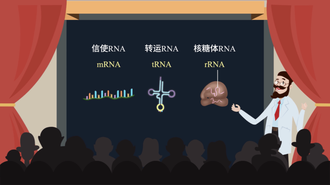 科學家發現,在dna和蛋白質之間存在一種充當信使的rna——信使rna.