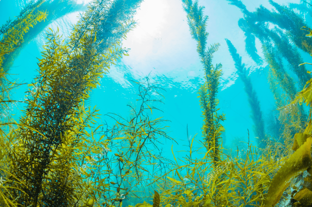 一片海藻场海草床则是在近岸浅水区域沙质或泥质海底生长的高等植物