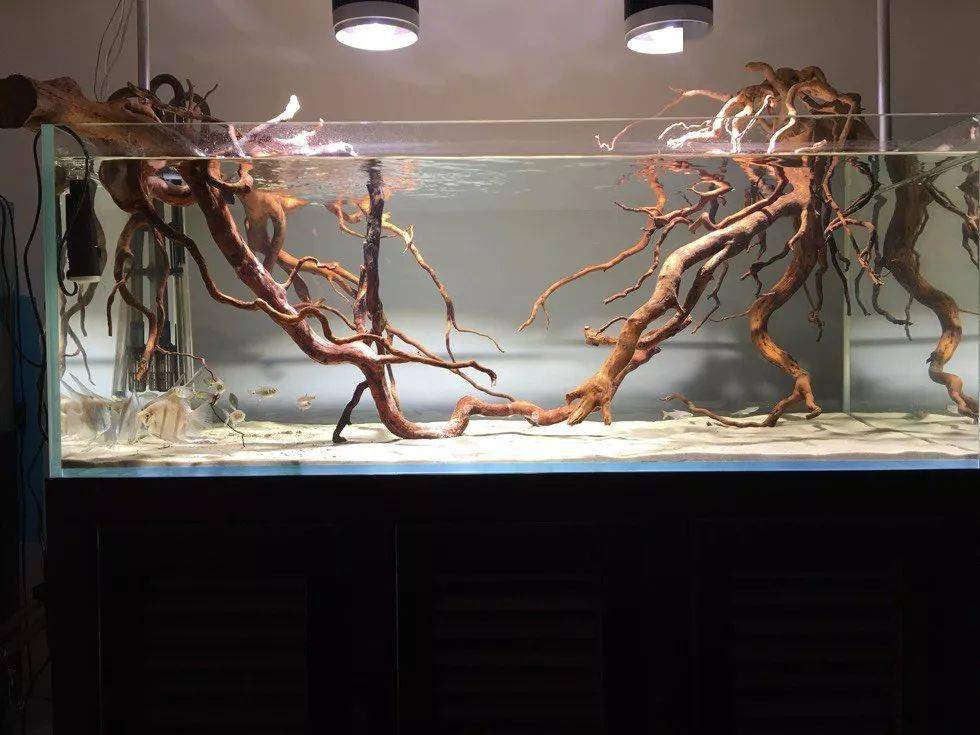 120cm开缸日记神仙鱼的清爽原生风格造景