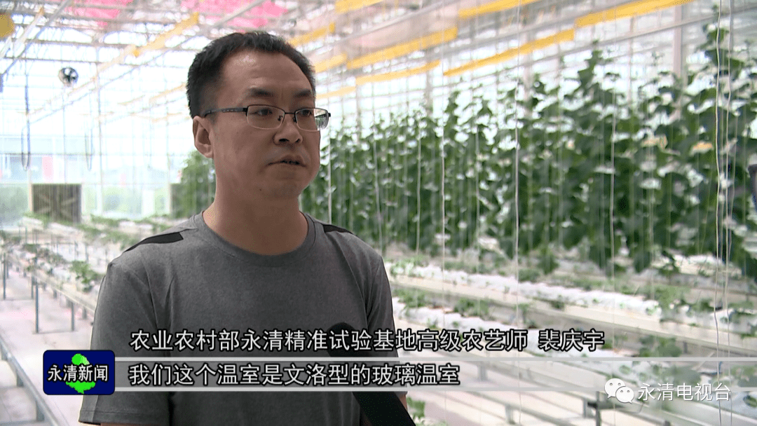 在基地智能连栋温室黄瓜试验区,记者看到一个个水果黄瓜挂满秧,黄瓜的