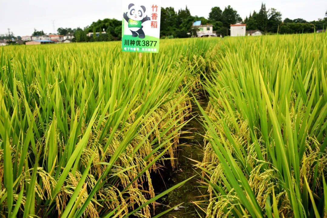 大家好,竹香稻(熊猫稻)!川种优3877!正在寻找代言人