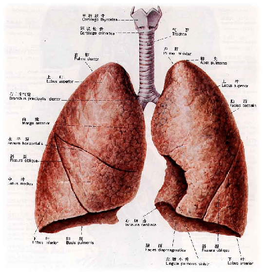 肺段支气管及亚段支气管