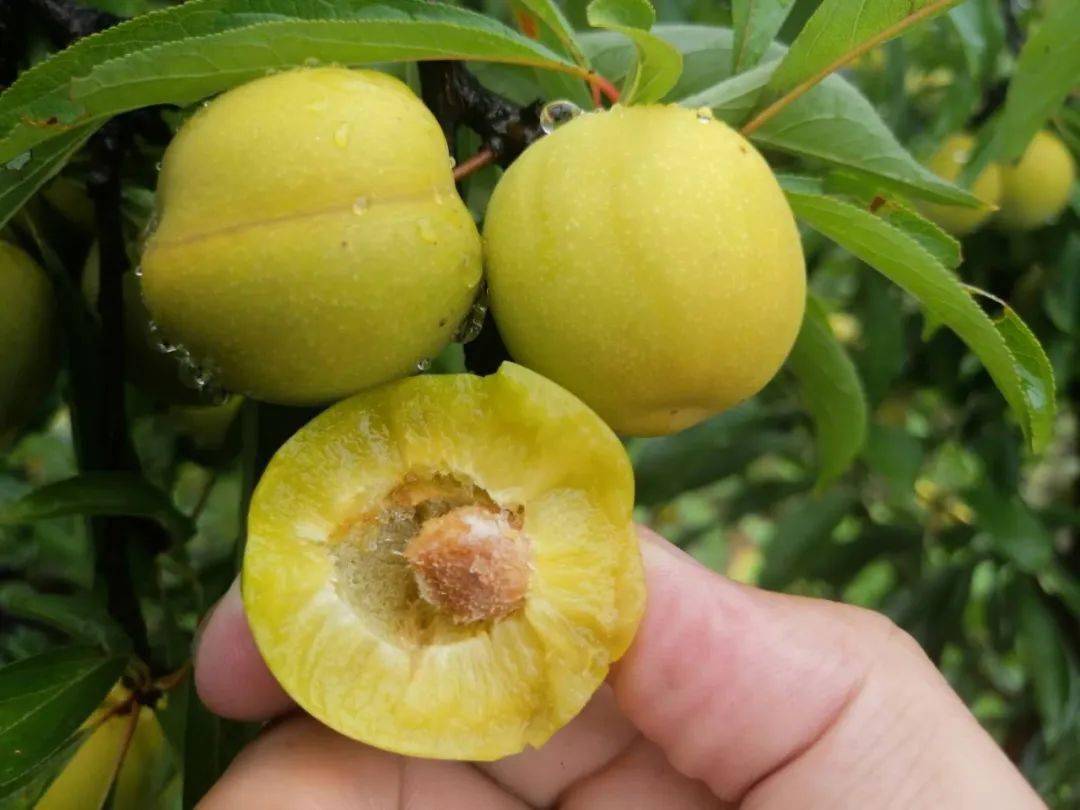 黔货出山助力扶贫普定坪上冰脆李求带走7斤装418元包邮