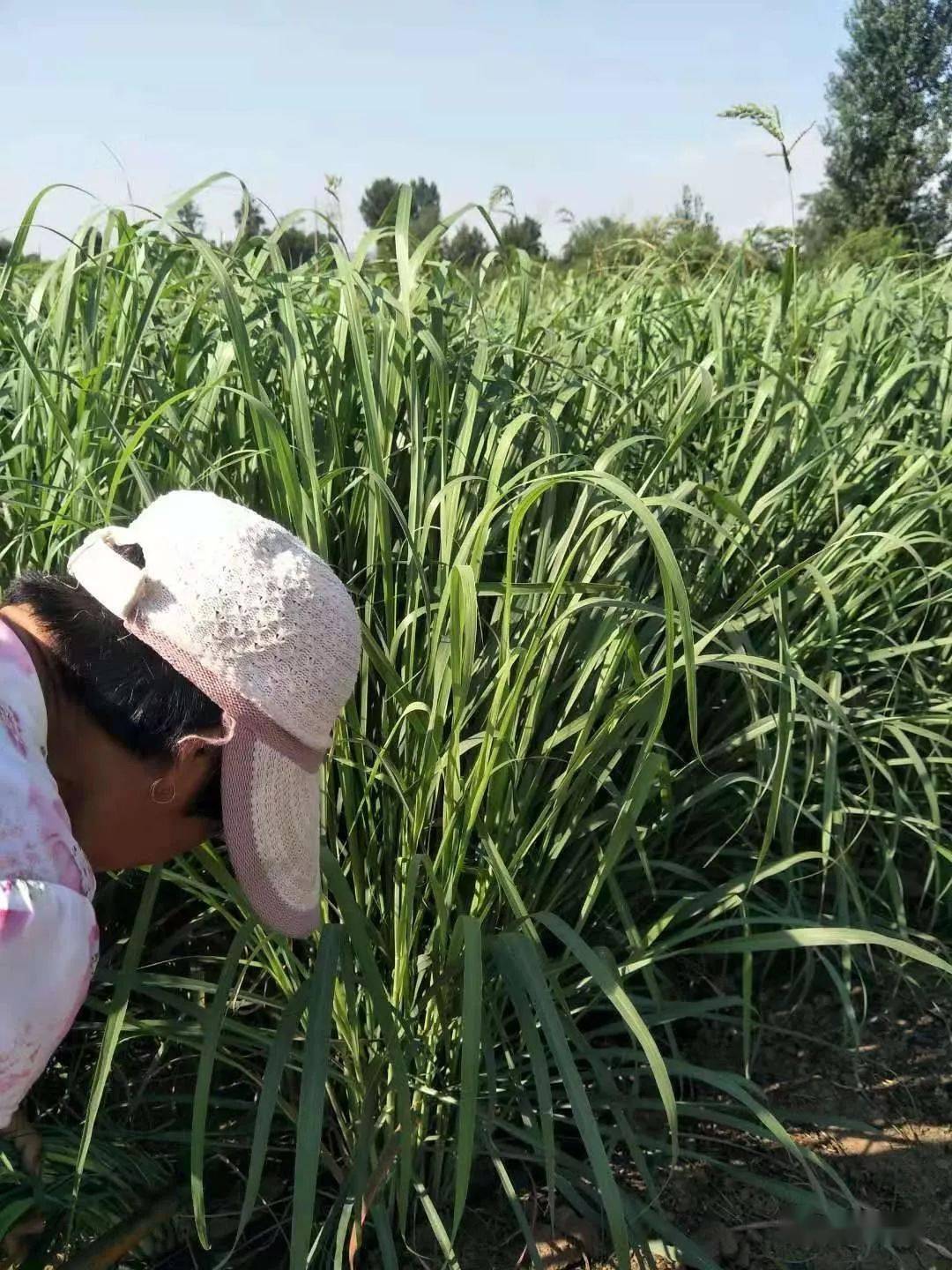 捕蚊草别名