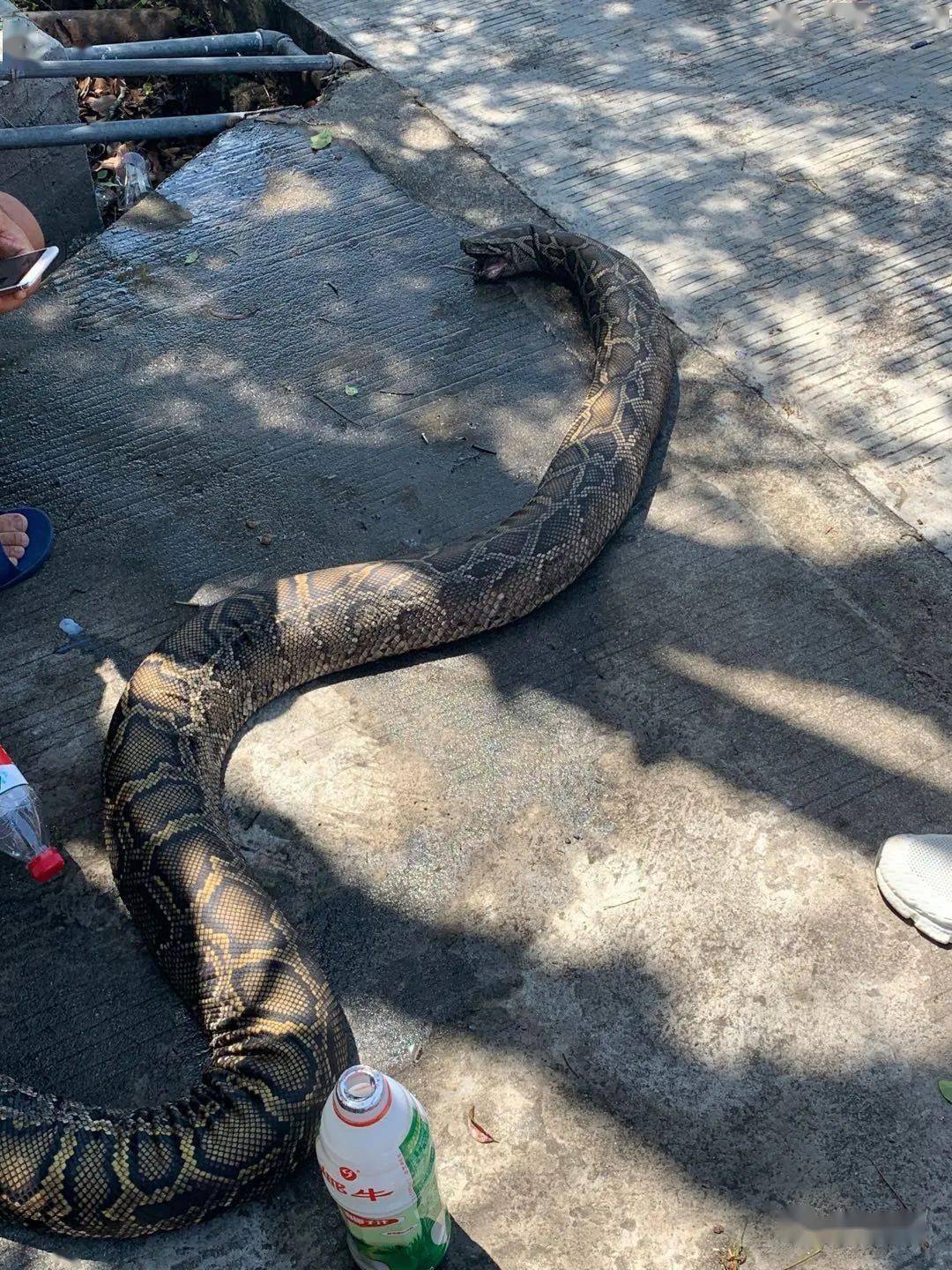 30公斤巨蟒活活被烧死…现场让人心疼